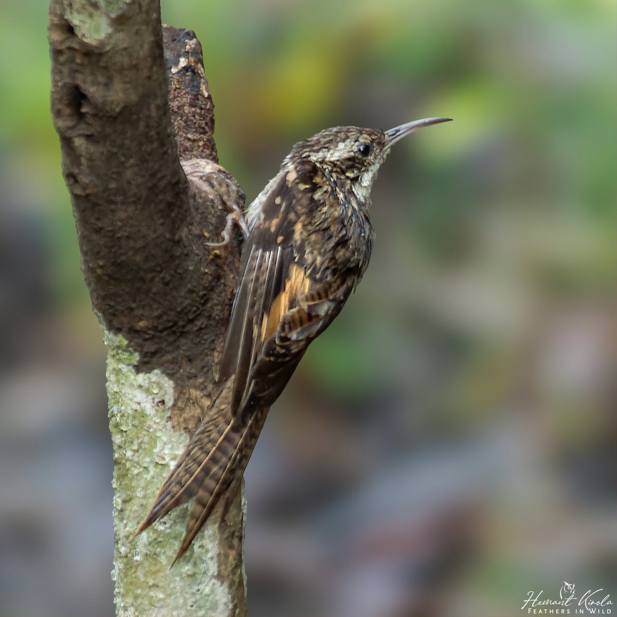 kirola_hemant's tweet photo. A daily dose of new bird.
My Bird No. 92
Bar-tailed Treecreeper
Do you have any 'Treecreeper' species in your gallery?
#IndiAves #Treecreepers #NatGeoIndia https://t.co/KFVNEVvz16