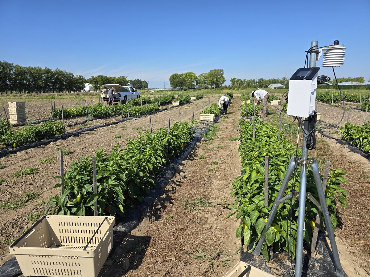 Brandon Reese (@brandonreesebrm) on Twitter photo Scientific data collection at @purdueag Ag Centers takes on many forms. #UAV data from the sky. Cameras. Tiny sensors underground. Today, Picking a Peck of Petrus' Peppers will help local growers get the best yield in #Indiana.
#BRM
<a href="/hortfarming/">Dr. Petrus Langenhoven</a>
<a href="/PurdueHortLA/">Purdue Horticulture and Landscape Architecture</a>
<a href="/PurdueExtension/">Purdue Extension</a> Scientific data collection at @purdueag Ag Centers takes on many forms. #UAV data from the sky. Cameras. Tiny sensors underground. Today, Picking a Peck of Petrus' Peppers will help local growers get the best yield in #Indiana.
#BRM
<a href="/hortfarming/">Dr. Petrus Langenhoven</a>
<a href="/PurdueHortLA/">Purdue Horticulture and Landscape Architecture</a>
<a href="/PurdueExtension/">Purdue Extension</a>