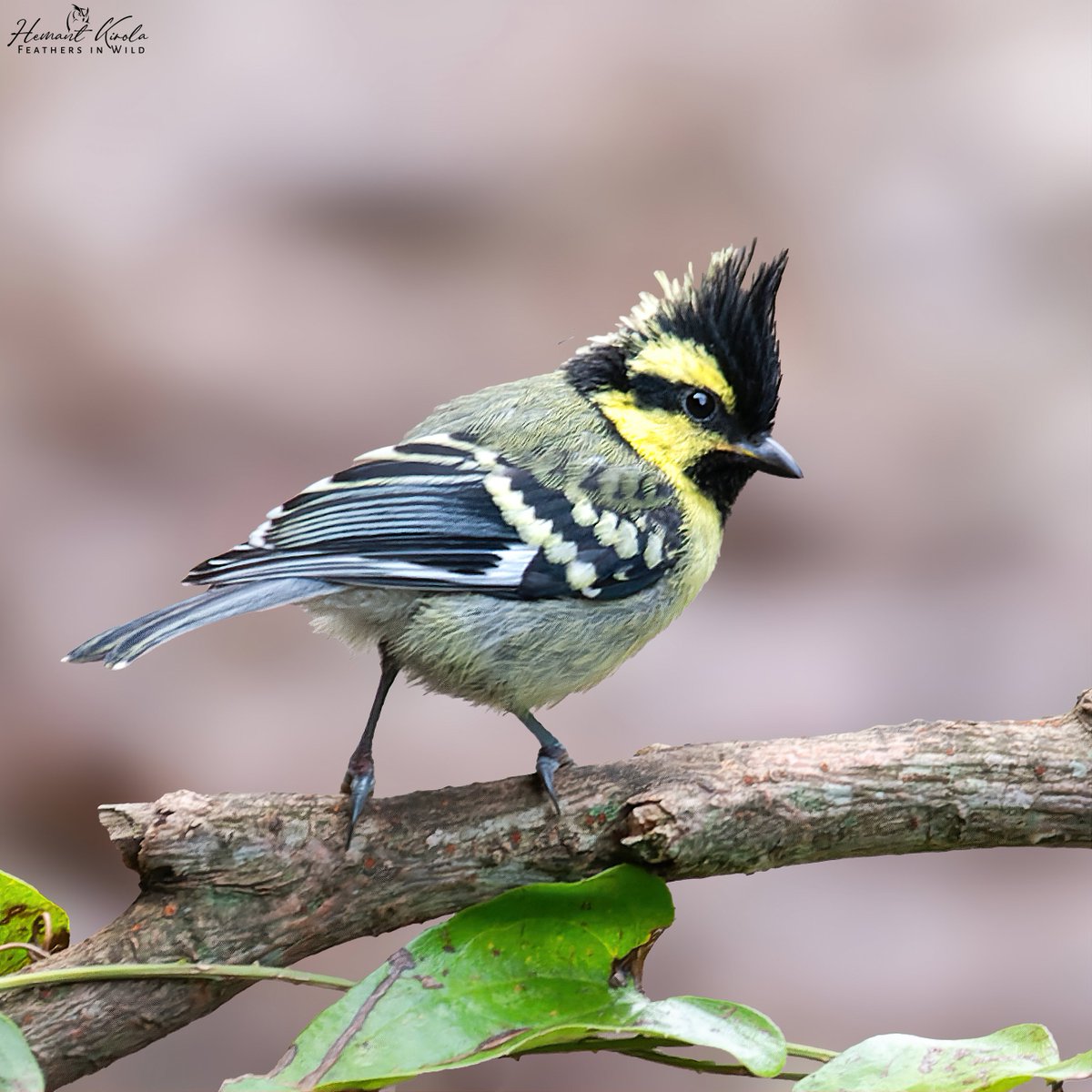 kirola_hemant's tweet photo. How about sharing a bird with a crest from your gallery?

Himalayan Black-loredTit

#IndiAves #NatGeoIndia https://t.co/it43rYLb0D