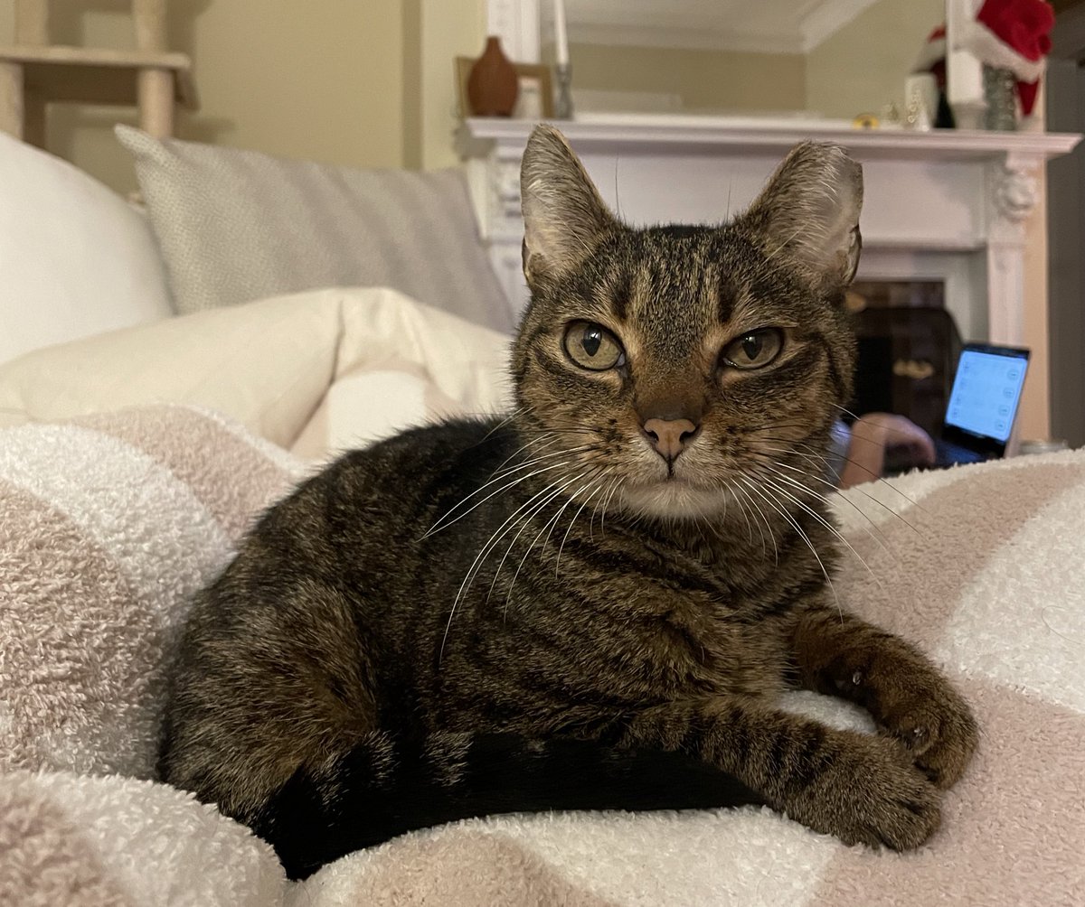 Lauren K. Lemke, PharmD, BCPS (she/her) tweet media