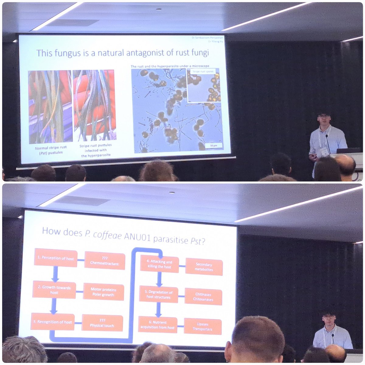jack_wess_fungi's tweet photo. Had such a great time at #IMC12 in Maastricht. Very thankful for the opportunity to present my work on rust hyperparasites and antagonists 🍄🍄, see great science and make new friends 🍻🍻🍻🍻. Now to go home for more CRISPR and plenty of SEM 🔬
Photo cred: @NirodhaWeerara1 🙏🙏 https://t.co/TJOrDCykxl