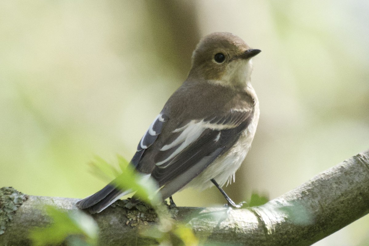 Mike O'Hanlon tweet media