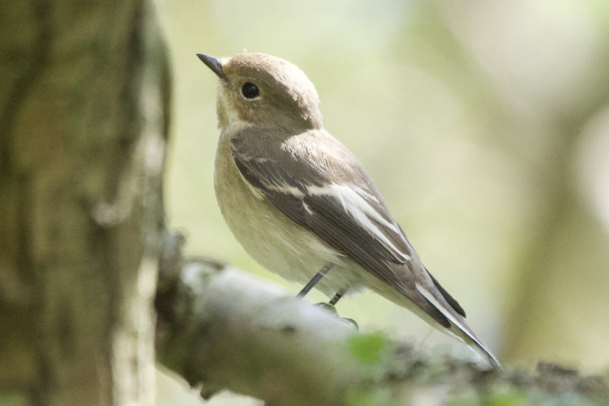 Mike O'Hanlon tweet media