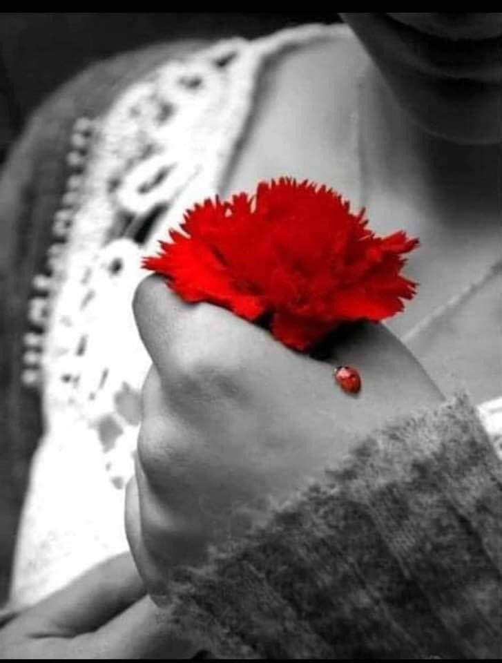 Arzu28048222's tweet photo. ../,
bazı insanlar,
derin mevzudur.. azizim...
çözmek emek ve sabır ister...
öyle ayak üstü,
geçerken uğrayamazsınız gönüllerine..
baş köşeye oturmak isteyen,
gönül kapımız'da,
ayak üstü durmayı değil !.
#vefa'nın, önemini öğrensin !!...
huzurlu akşamlar ola, #Heybem
#Çakır https://t.co/nRPvxwzLel