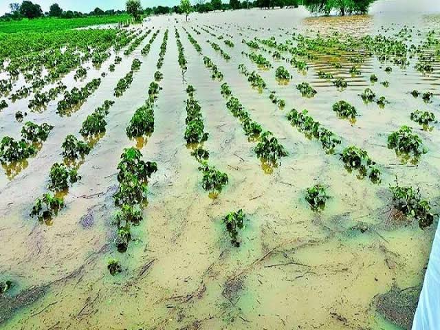 प्रधानमंत्री फसल बीमा योजना की विसंगती हैं कि किसान व्यक्तिगत नुकसान का क्लेम नहीं कर सकता!

जबकि अतिवृष्टि में व्यक्तिगत नुकसान ज्यादा होता हैं!

21 जुलाई 2023 को जारी संशोधित अधिसूचना में व्यक्तिगत क्लेम वाला बिंदु विलोपित कर दिया गया, जिसका अब किसानों को नुकसान होगा!