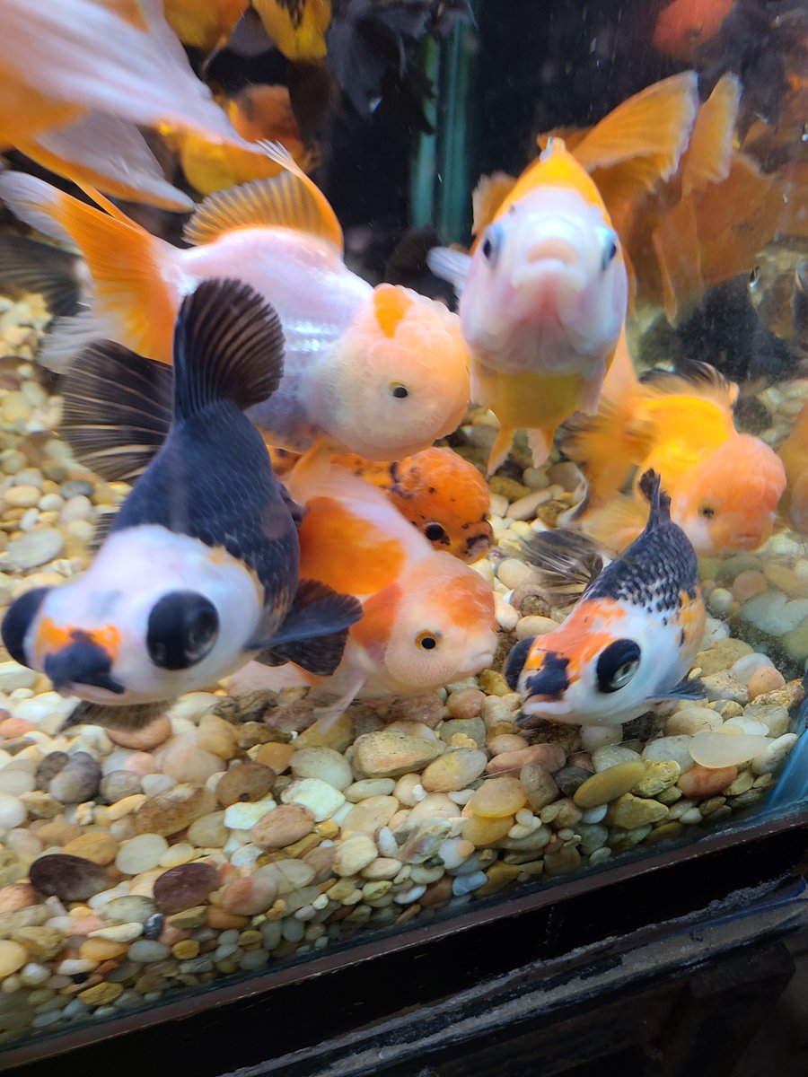 BeitalsExoticAquariums tweet media