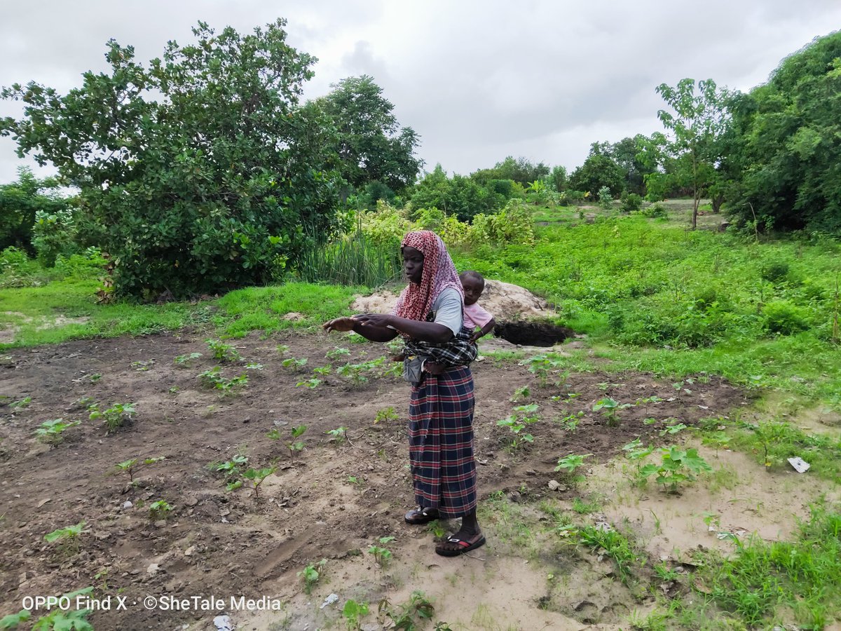 SheTale Media (@shetaleblog) on Twitter photo Among the battles fought by the women Gardeners of Keur Sidiq Busso is the battle against Millipedes and Cattle to save the lives of their vegetable seedlings that grow into a fresh and juicy vegetable we enjoy in our daily meals.
<a href="/ceesayj1/">Halimatou Ceesay</a>
shetale220.blogspot.com/2024/08/cattle… Among the battles fought by the women Gardeners of Keur Sidiq Busso is the battle against Millipedes and Cattle to save the lives of their vegetable seedlings that grow into a fresh and juicy vegetable we enjoy in our daily meals.
<a href="/ceesayj1/">Halimatou Ceesay</a>
shetale220.blogspot.com/2024/08/cattle…