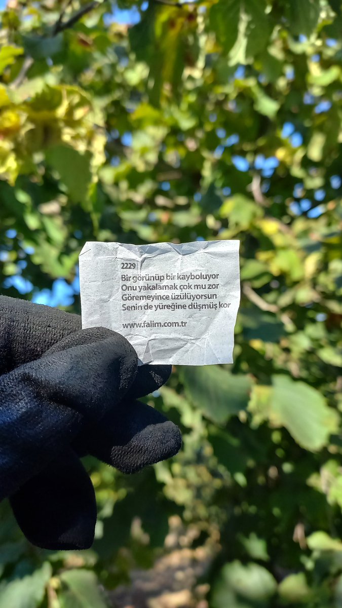 Dalı bıraktıktan sonra gördüğün o fındık