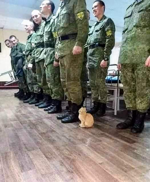 kittykittene's tweet photo. Cutie kitten joins army 😻😻😻
#cats 
#Catizen 
#cathaypacific 
#cute 
#Israel https://t.co/YPNGgzzikO