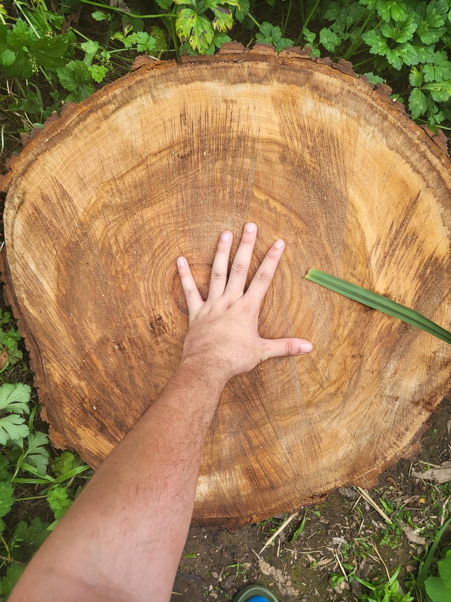 Sad to see these two local Elms getting the chop- they had been going strong until the 2022 heatwave. I spoke to some of the guys doing the work and managed to secure some sizable cross sections for dendrochronlogy work. The memory of these trees will live on with me!