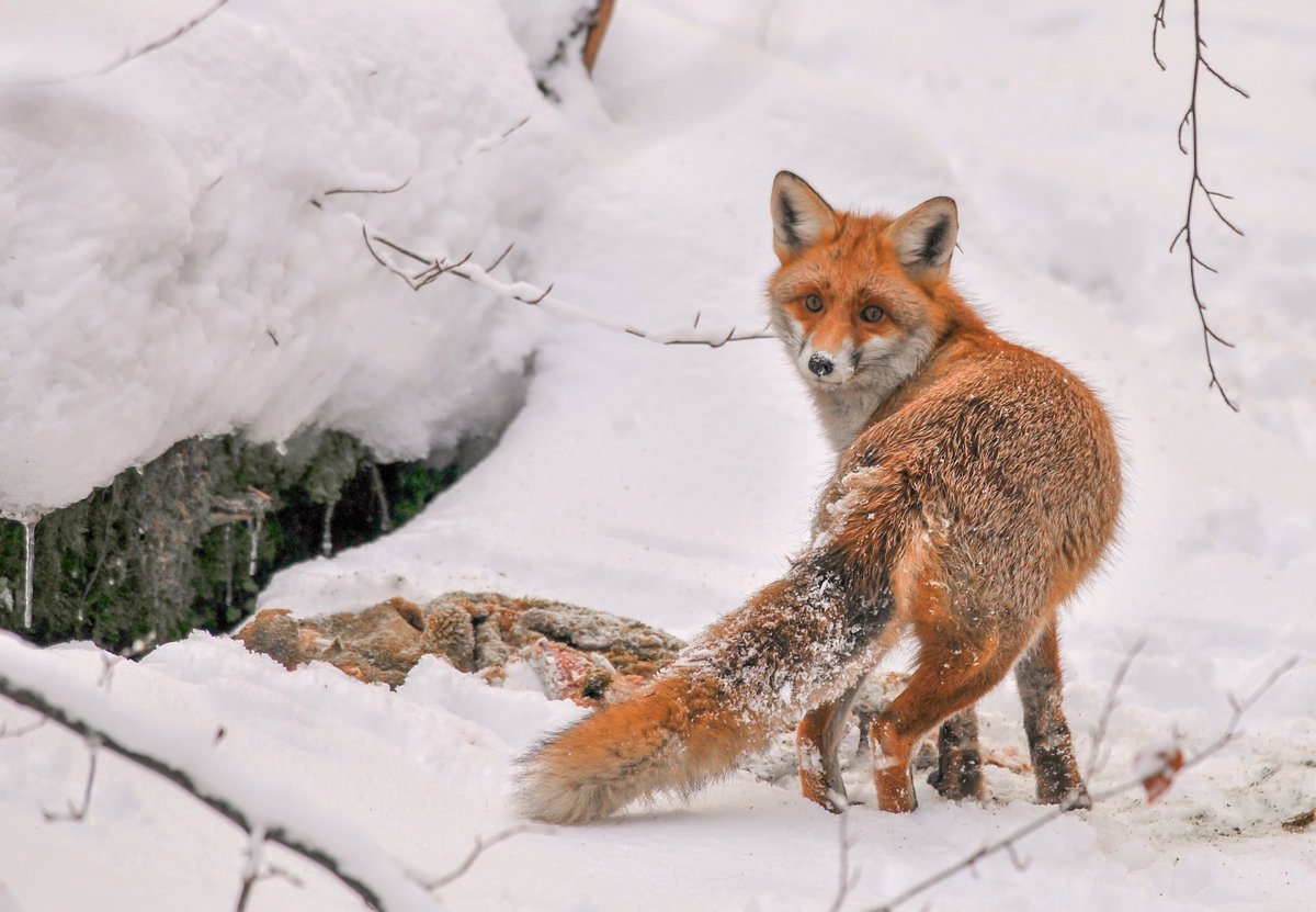 Cornell Wildlife Health Lab tweet media