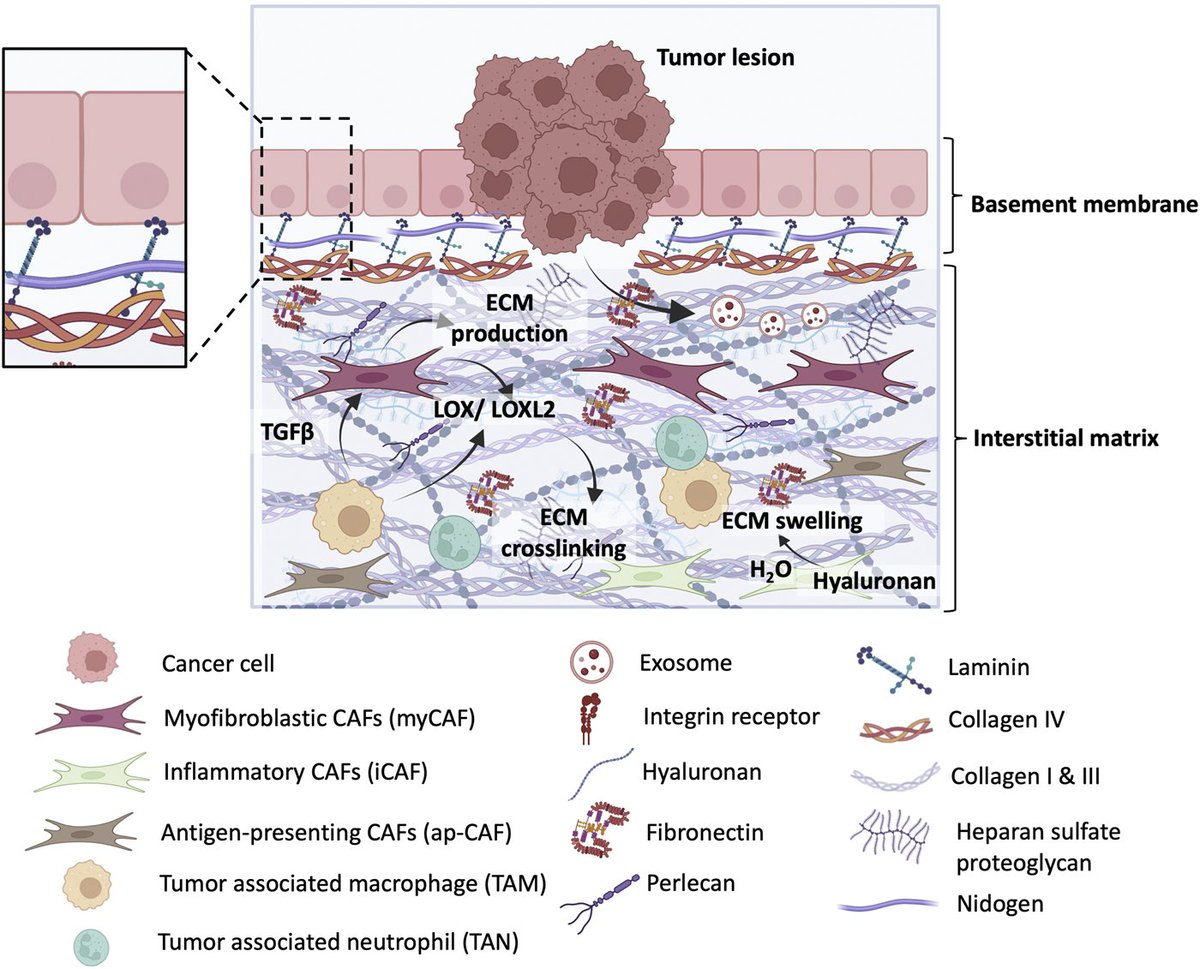 Cancer Discovery (@cd_aacr) on Twitter photo In the August issue: The Interplay Between #ExtracellularMatrix Remodeling and Cancer Therapeutics. bit.ly/3M91iX0 <a href="/Prakash_UTwente/">Jai Prakash</a> <a href="/ShakedYuval/">Yuval Shaked</a> <a href="/UTwente/">University of Twente (inactive)</a> <a href="/TechnionLive/">Technion Israel</a>. In the August issue: The Interplay Between #ExtracellularMatrix Remodeling and Cancer Therapeutics. bit.ly/3M91iX0 <a href="/Prakash_UTwente/">Jai Prakash</a> <a href="/ShakedYuval/">Yuval Shaked</a> <a href="/UTwente/">University of Twente (inactive)</a> <a href="/TechnionLive/">Technion Israel</a>.
