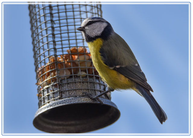 photos_dsmith's tweet photo. A #photo of a #bluetit #bird being #enticed by some food, one of our popular #gardenbirds found in our #gardens + #parks. #bird #wildlifephotography #wildlife #birding. Shot using @SigmaImagingUK #lenses in #Cheshire #UK. For more #images like this visit https://t.co/VilcfnO0ps https://t.co/j3t8Xvu0sL