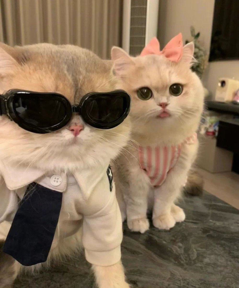 Catsillyness's tweet photo. With my girl https://t.co/wGHGjc358g