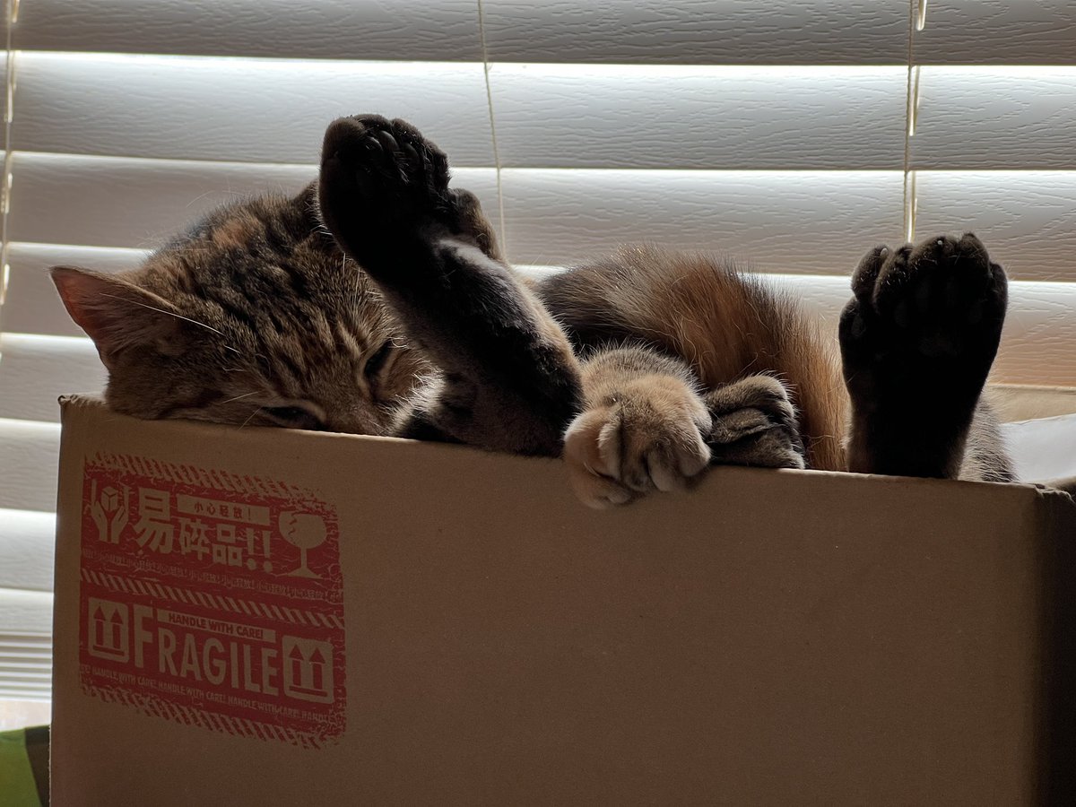ChrisCottaFish's tweet photo. #catboxing https://t.co/LtcKql0fse