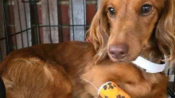 ohjaay_'s tweet photo. my friend dan has set up a gofund me page for his dog Milo who has Canine- Parvo! if anyone is about to check it out, share or donate anything would help!

https://t.co/ir1MzoZj4S https://t.co/bnuJJOxRCz