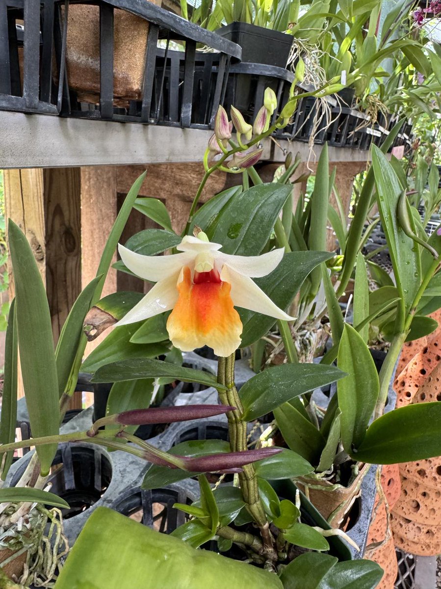 A new arrival of incredible orchids came in! Psychopsis Mendenhall 'Papilio' butterfly orchid in blooming size and are continously blooming when they spike, Grammatophyllum "big daddy" orchids, and much more! Come see us! 111 Heights Blvd. 713-526-0018
#OrchidThursday #photograph