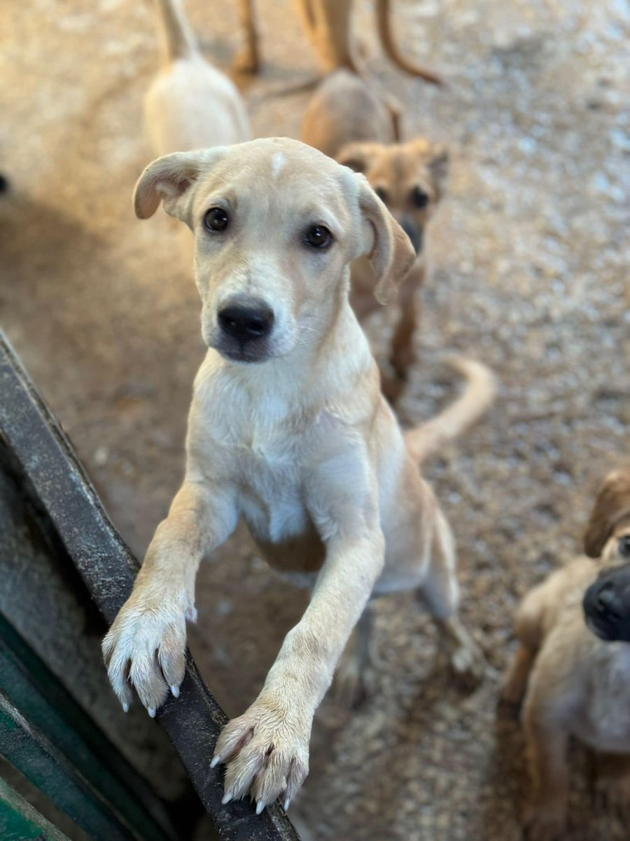 RobertaPapa13's tweet photo. Se solo qualcuno condividesse il mio post forse riuscirei a trovare una casa
Per favore aiutami
Mi chiamo Mandorla ho solo 3 mesi e mezzo tg media contenuta
Sono triste e voglio andare a casa
Salvami e adottami
Per info e adozioni messaggio Whatsapp a Patrizia al 3479784895 https://t.co/HHueuO9XN0