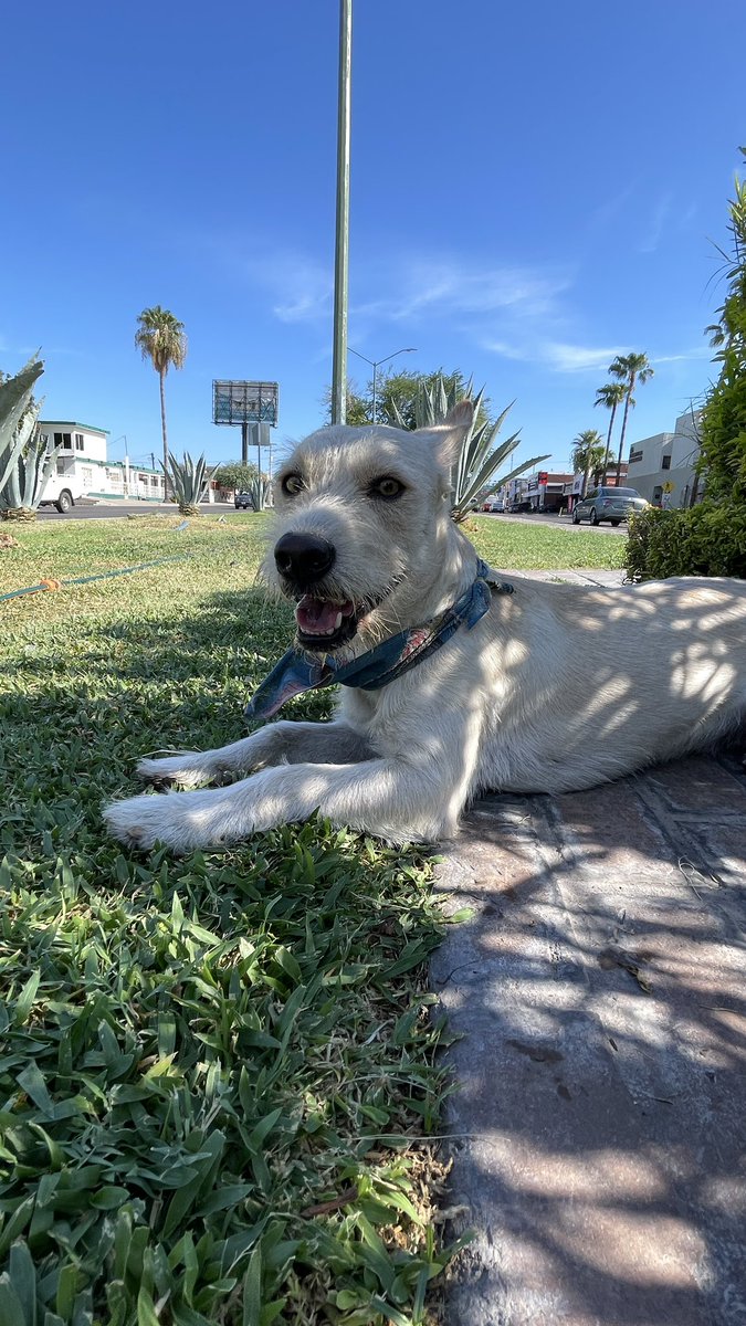 Oigan, no es de nadie este perro? Está atorado en el camellón del Morelos, le da miedo cruzar, no tiene collar pero trae un paliacate azul. RT para salvar a un perro.