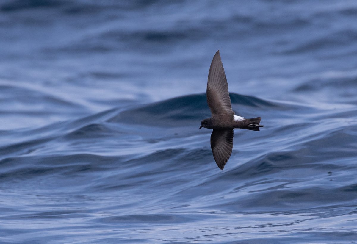 Dan_Gornall's tweet photo. Seeing the record 105 Wilson's Storm Petrel on 4th August @Scillypelagics was the clear highlight of recent trip to Scilly/Cornwall for me - hard to do the spectacle justice in photos https://t.co/sX1Y1LZXAn