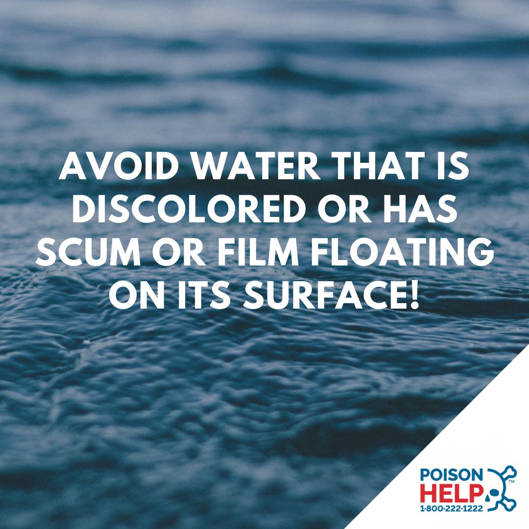 nm_poison's tweet image. Algal blooms can be toxic to both humans and #animals. Call 1-800-222-1222 if you suspect a #pet or human #poisoning related to discolored or murky #water.