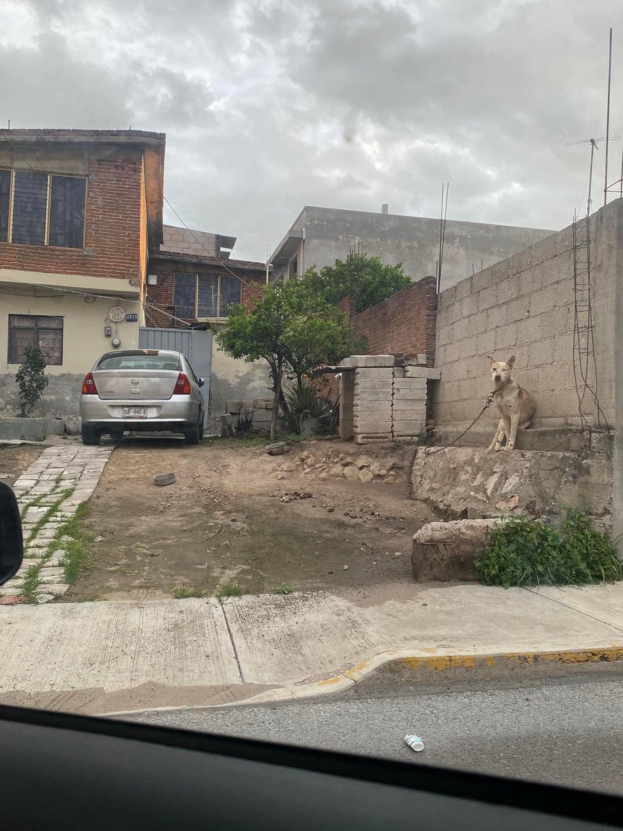 RupiReportero_'s tweet photo. #NosComparten | Por favor 🙏 auxilio para este perrito, esta foto la tomé momentos antes de que azotara la lluvia ( no tuve corazón para verlo ) pasando por boulevard Carmelitas en la calle 3 de abril # 2515
Sus dueños lo tienen encadenado . https://t.co/RNsBHEQvqT