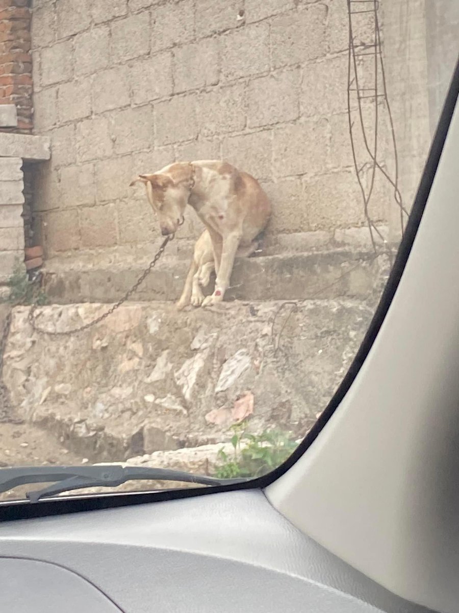 RupiReportero_'s tweet photo. #NosComparten | Por favor 🙏 auxilio para este perrito, esta foto la tomé momentos antes de que azotara la lluvia ( no tuve corazón para verlo ) pasando por boulevard Carmelitas en la calle 3 de abril # 2515
Sus dueños lo tienen encadenado . https://t.co/RNsBHEQvqT