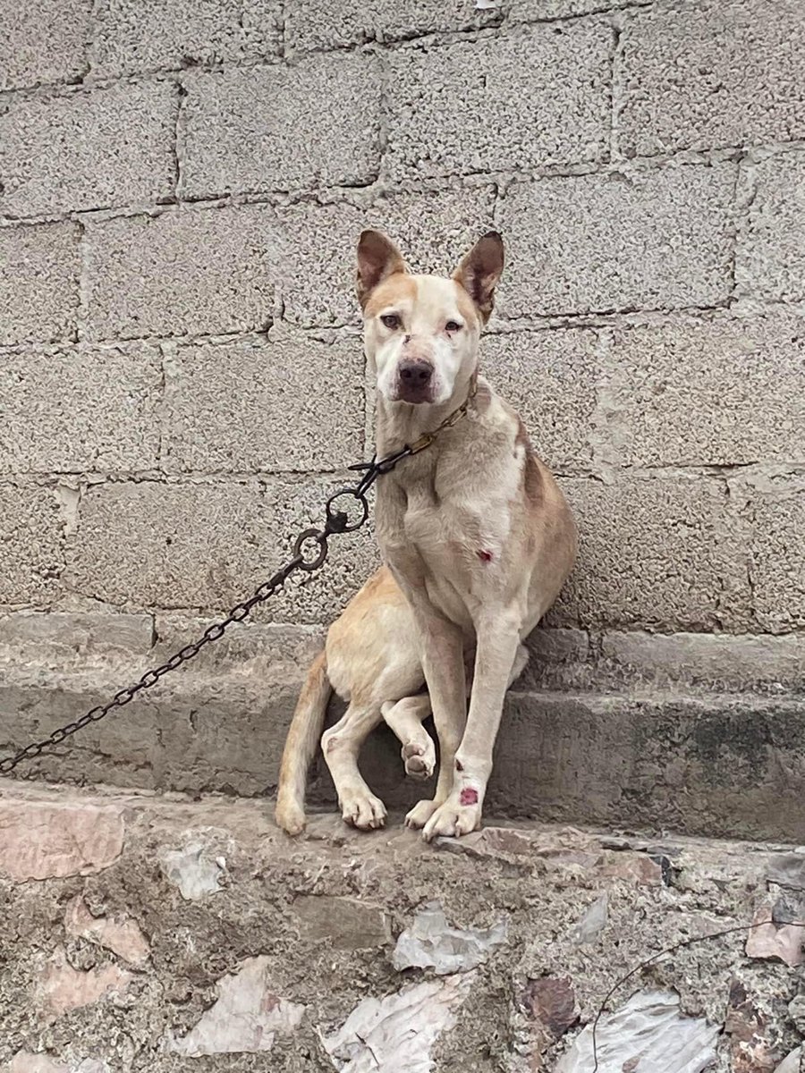 RupiReportero_'s tweet photo. #NosComparten | Por favor 🙏 auxilio para este perrito, esta foto la tomé momentos antes de que azotara la lluvia ( no tuve corazón para verlo ) pasando por boulevard Carmelitas en la calle 3 de abril # 2515
Sus dueños lo tienen encadenado . https://t.co/RNsBHEQvqT