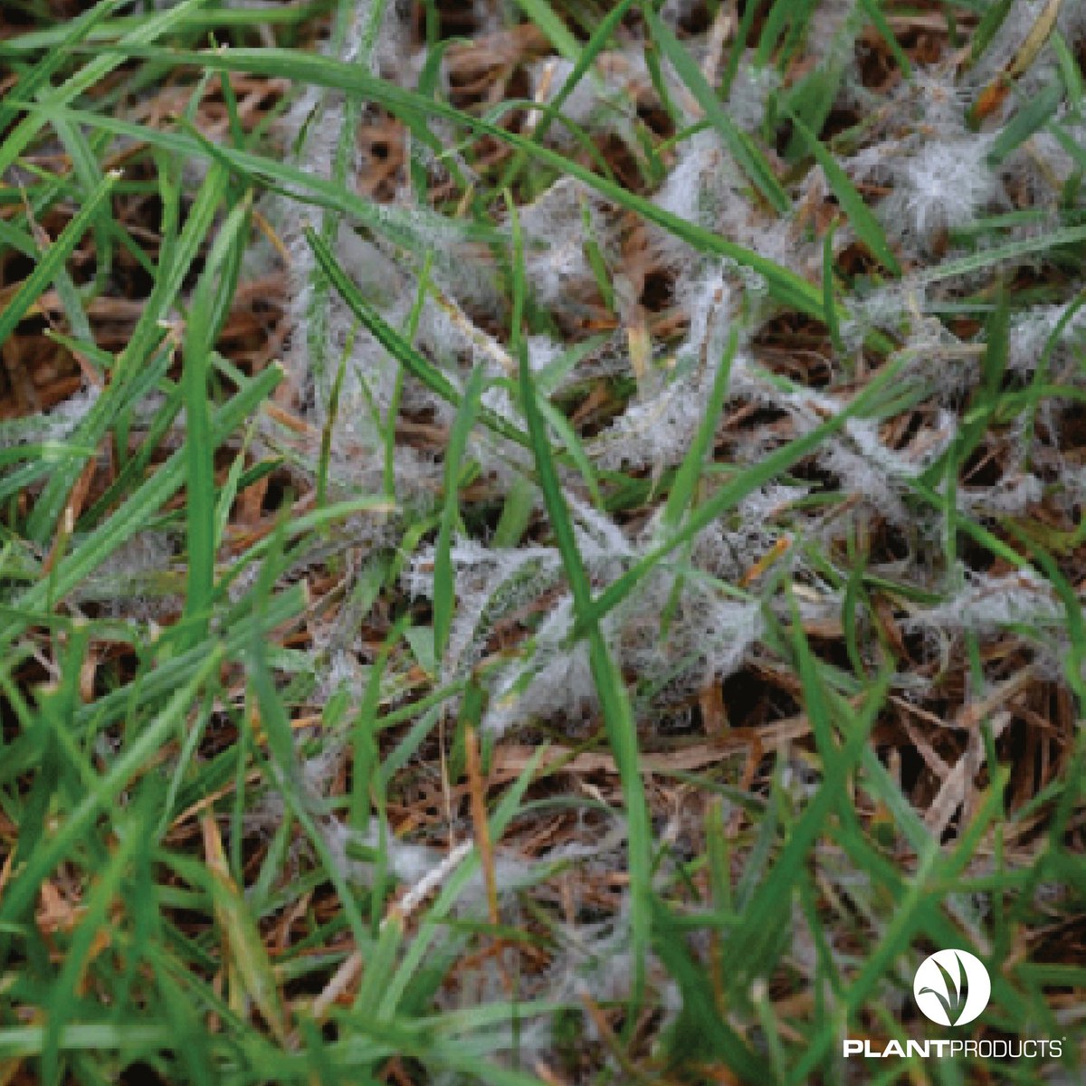 Plant Products Turf tweet media