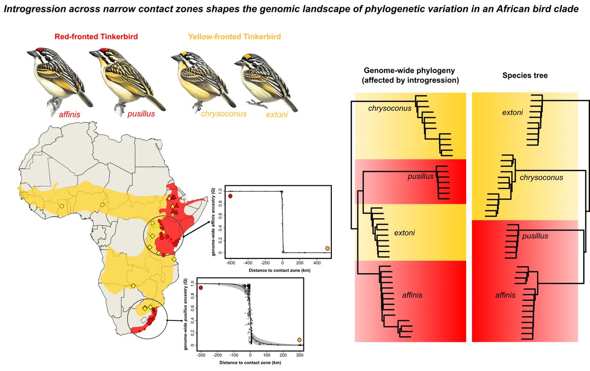 Loïs Rancilhac (@lrancilhac) on Twitter photo Very happy to share a new preprint on Tinkerbirds! We used phylogenomics and hybrid zone analyses to investigate patterns of introgression and plumage evolution. Let me knwo what you think! biorxiv.org/content/10.110… (1/3) Very happy to share a new preprint on Tinkerbirds! We used phylogenomics and hybrid zone analyses to investigate patterns of introgression and plumage evolution. Let me knwo what you think! biorxiv.org/content/10.110… (1/3)