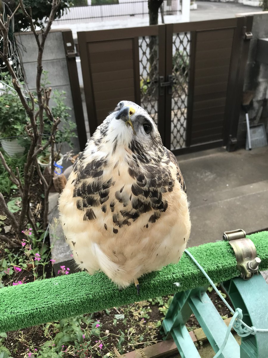 アクアリミテッド tweet media