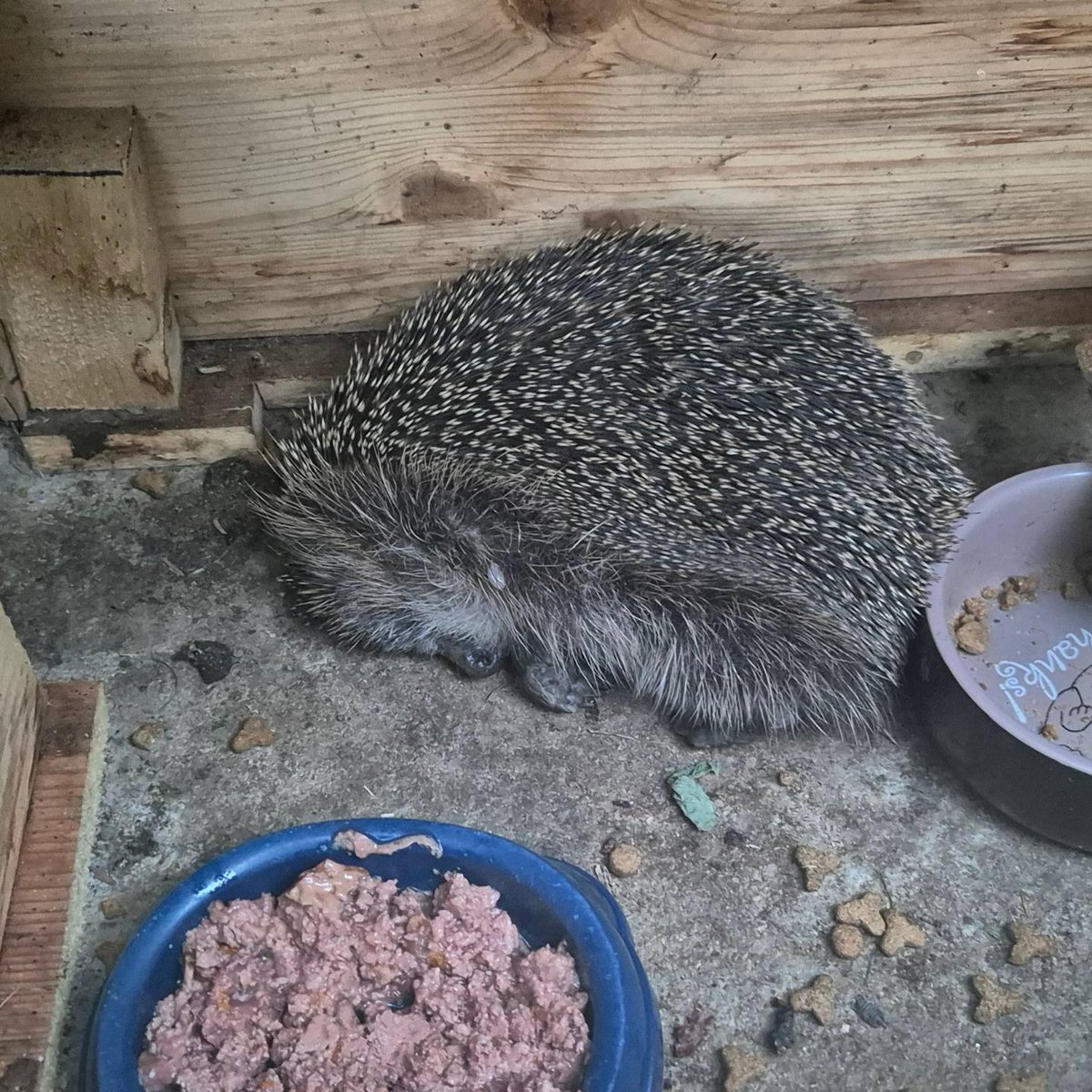 Da will man ahnungslos das Futter im Futterhaus austauschen und was findet man? Einen Igel im Fresskoma 🤣. #igel #hedgehog #wildtierfotografie #wildtiere #wildgarden #animalsofinstagram #animals