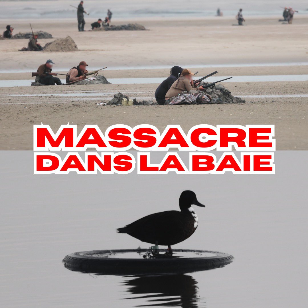 Agonies interminables, maltraitance généralisée, oiseaux traités pire que des objets… 

Notre nouvelle enquête sur l’ouverture de la chasse en baie de Somme est déjà disponible sur YouTube (vidéo 10 minutes) : youtu.be/x_Osficgu84