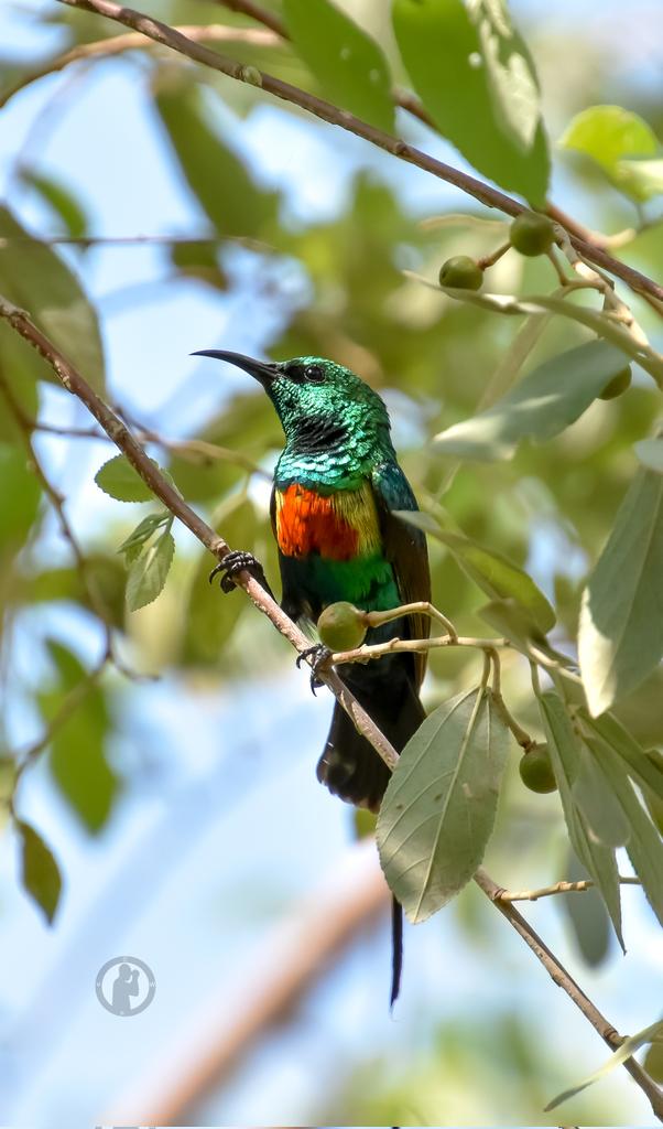 MartoWanjohi2's tweet photo. Beautiful Sunbird - Cinnyris pulchella

Lake Baringo,Kenya.(August 2024)

#martowanjohiphotography #birdwatching254 #birdwatchingwithmartowanjohi #BirdsSeenIn2024 #birdsplanet #TwitterNatureCommunity #nikon #tamronlens #birdsplanet #baringo #beautifulsunbird #bdasafaris https://t.co/afh5MTVrZc