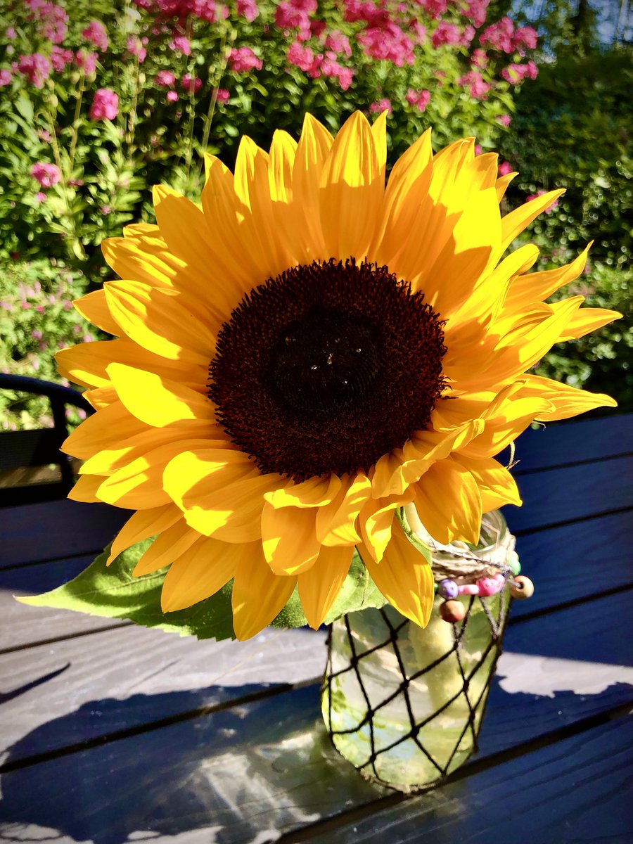 helip_j's tweet photo. Illan jatkoja ja hyvää yötä aikanaan 🌻 Iltasella elokuun 👋 #auringonkukka #elokuu #august #niceevening 💜💛🧡💚 https://t.co/ViXC1D9UCT