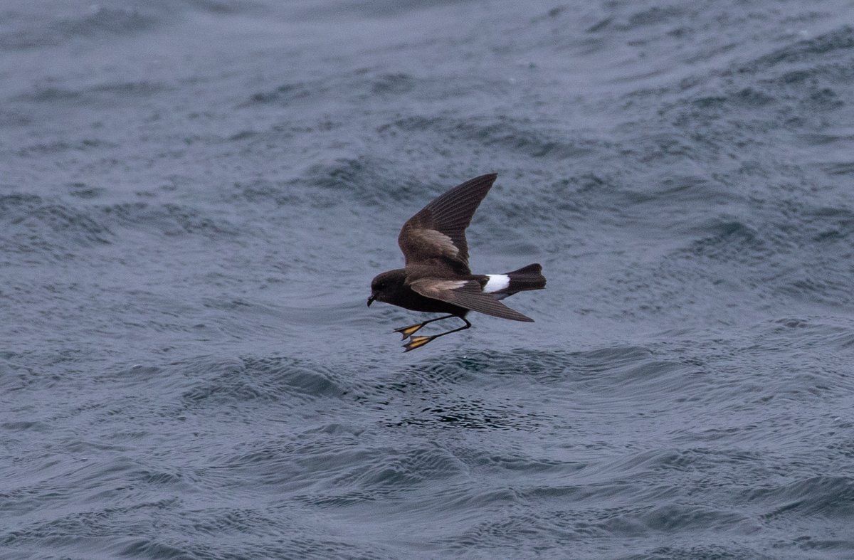 Seeing the record 105 Wilson's Storm Petrel on 4th August <a href="/Scillypelagics/">Scilly Pelagics</a> was the clear highlight of recent trip to Scilly/Cornwall for me - hard to do the spectacle justice in photos