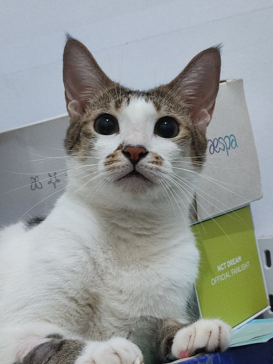 Henlo how are chuu? ^⁠⁠⁠⁠⁠⁠⁠⁠⁠_⁠^