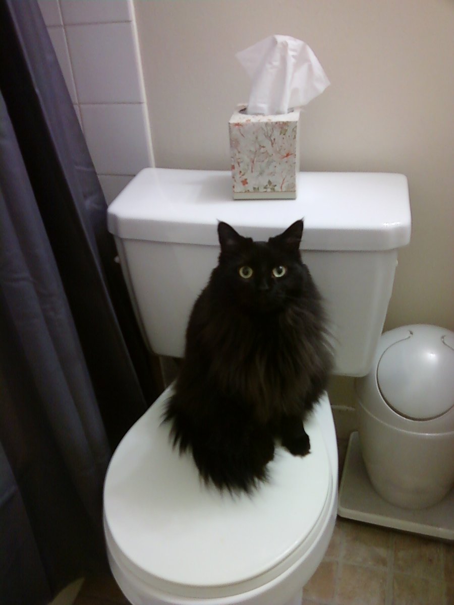 boturitter's tweet image. 13:27 Surprise Cat
This cat is clearly thinking about their next tweet. #catlife #toilettime #fluffythoughts 😹🐈‍⬛🚽