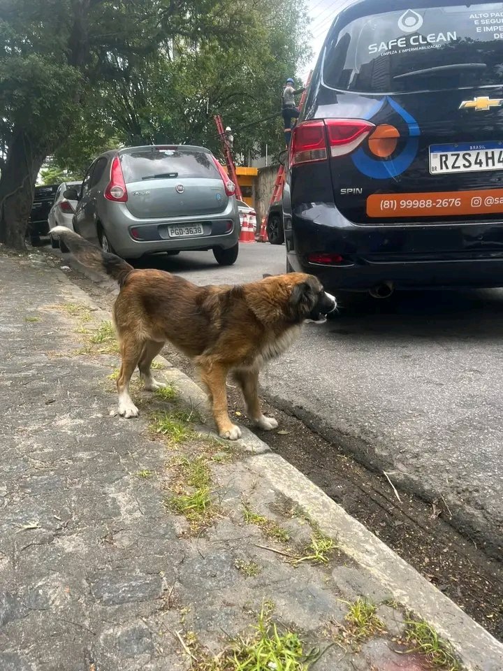 AnimaisRecife's tweet photo. 🔎 PROCURA-SE O TUTOR 
MADALENA - RECIFE 

AINDA CONTINUA VAGANDO ENTRE TORRE E MADALENA 💔

Agora tá na Rua Professor José Torres Pires, na Madalena

Está bem cuidado mas sem identificação e coleira

Alguém pode dar lar temporário?

Mais informações WhatsApp 81 99808-1520 Miele https://t.co/WrT5h37StV