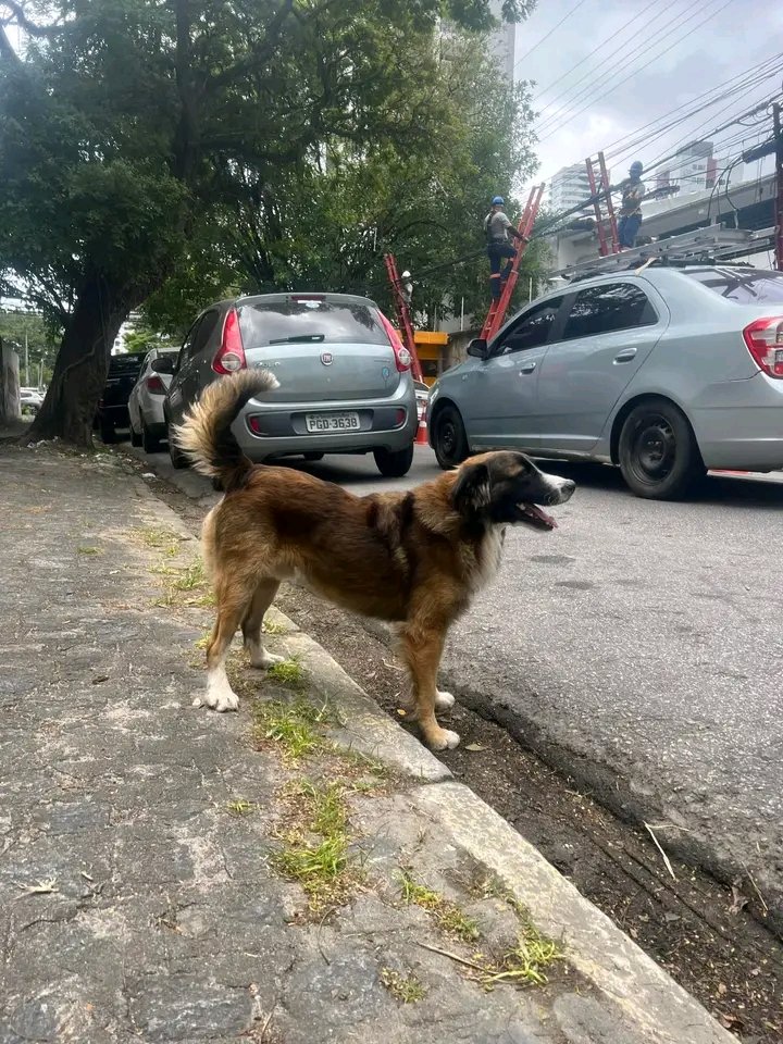 AnimaisRecife's tweet photo. 🔎 PROCURA-SE O TUTOR 
MADALENA - RECIFE 

AINDA CONTINUA VAGANDO ENTRE TORRE E MADALENA 💔

Agora tá na Rua Professor José Torres Pires, na Madalena

Está bem cuidado mas sem identificação e coleira

Alguém pode dar lar temporário?

Mais informações WhatsApp 81 99808-1520 Miele https://t.co/WrT5h37StV