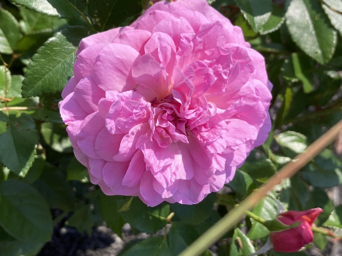 1in5kidz's tweet photo. #TorontoGardens #Roses #Sedums #miniroses https://t.co/gBXSdwaLNy