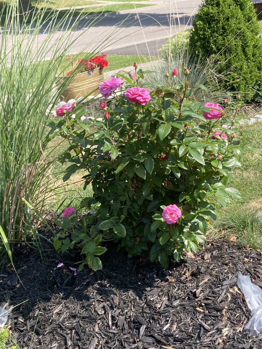 1in5kidz's tweet photo. #TorontoGardens #Roses #Sedums #miniroses https://t.co/gBXSdwaLNy