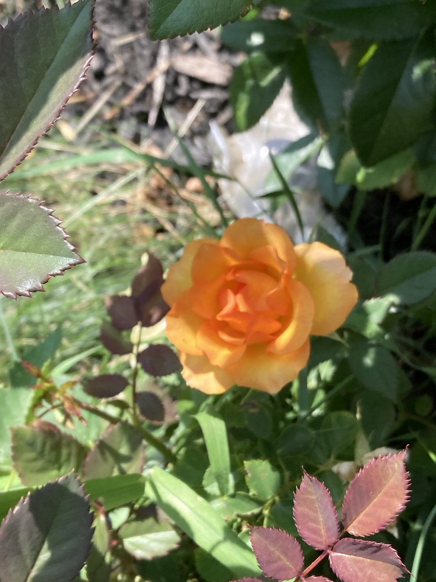 1in5kidz's tweet photo. #TorontoGardens #Roses #Sedums #miniroses https://t.co/gBXSdwaLNy