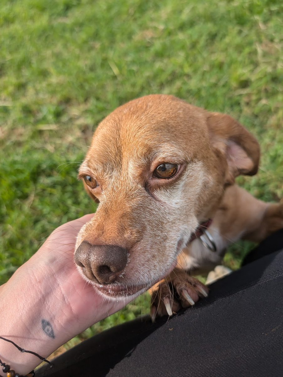 🐻  ADOPT BEAR 🐻
Age: 6
Location: Oklahoma 

Meet Bear! he staff at Freedom Fields describe Bear as very affectionate. All he wants is your love! He loves to play, run around, make people laugh, and cuddle! Bear also likes other dogs. 

👉  Apply: bfp.org/rescue/