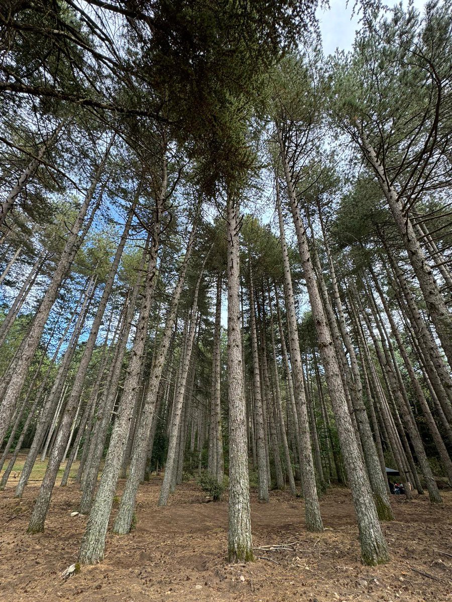 MartaDj1's tweet image. Chi ha detto che la Sardegna è solo mare? #MonteLimbara #Tempio foto mie.