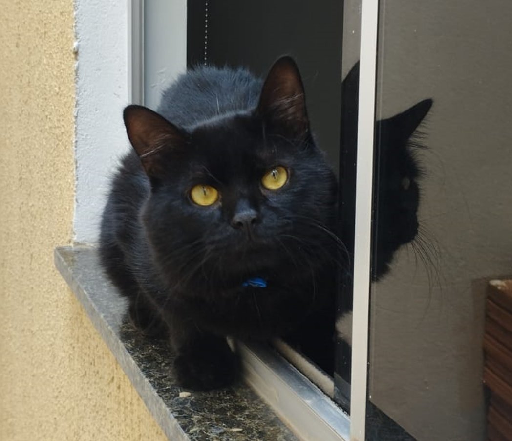 BichinhosFB's tweet photo. Cadê os gatinhos pretinhos??????

Me mandem! https://t.co/Iug05lI3VV