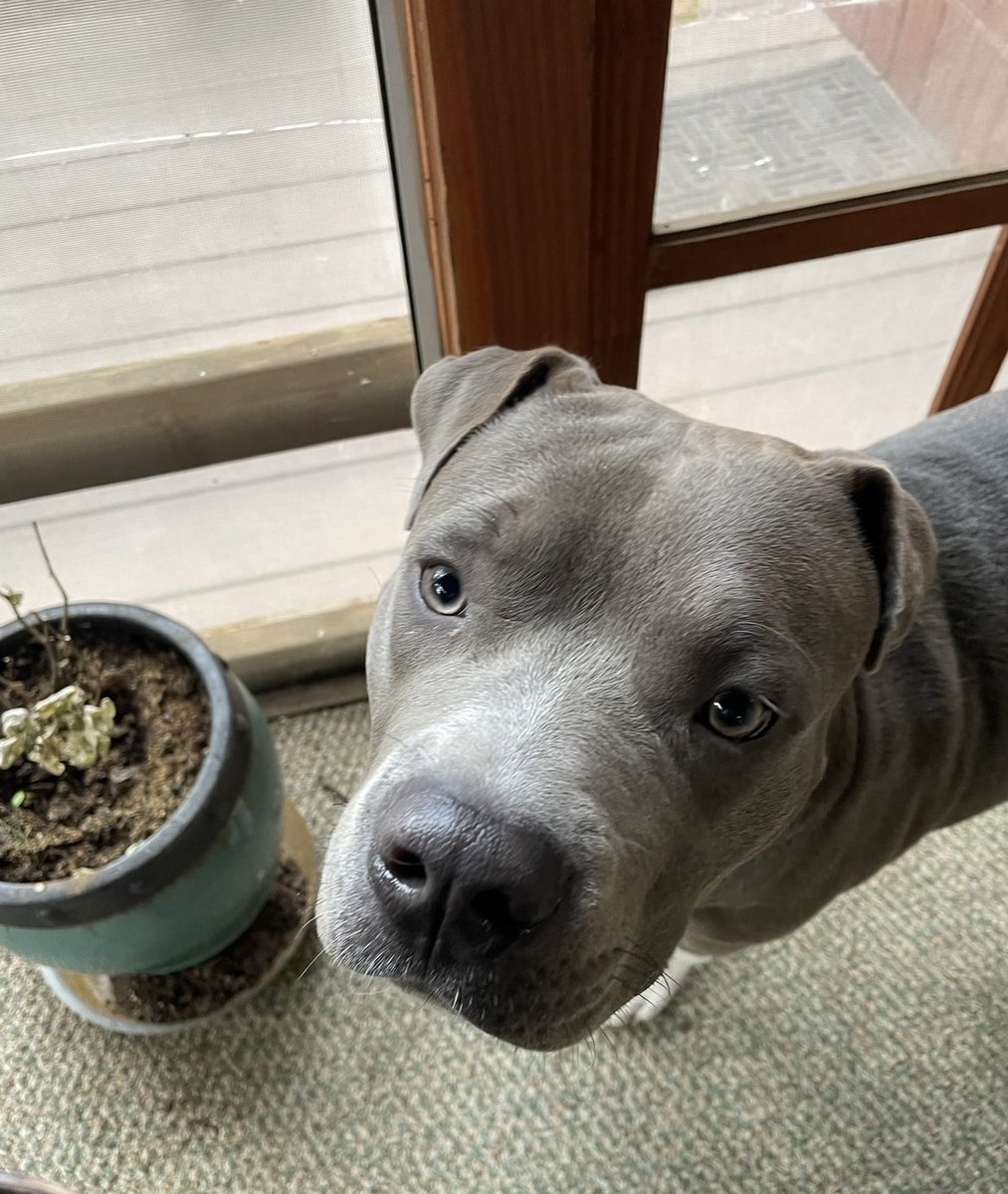 My Baby Blu 💙🐾

#PitBull