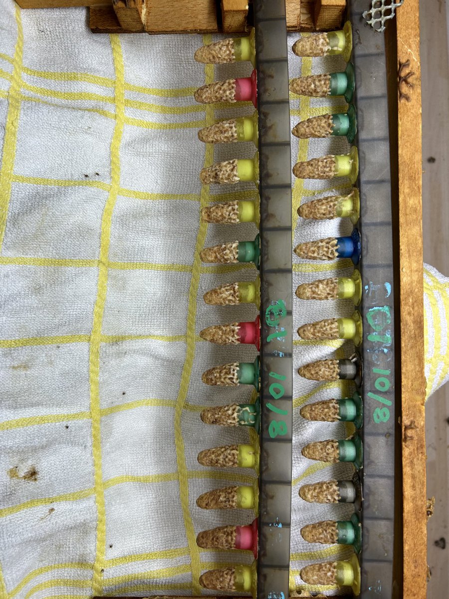 Robwils94254586's tweet photo. My last graft of β24, just a few insurance cellsβ¦ must say very pleased with the qualityβ¦. Roll on 2025π https://t.co/8P13kNFX88