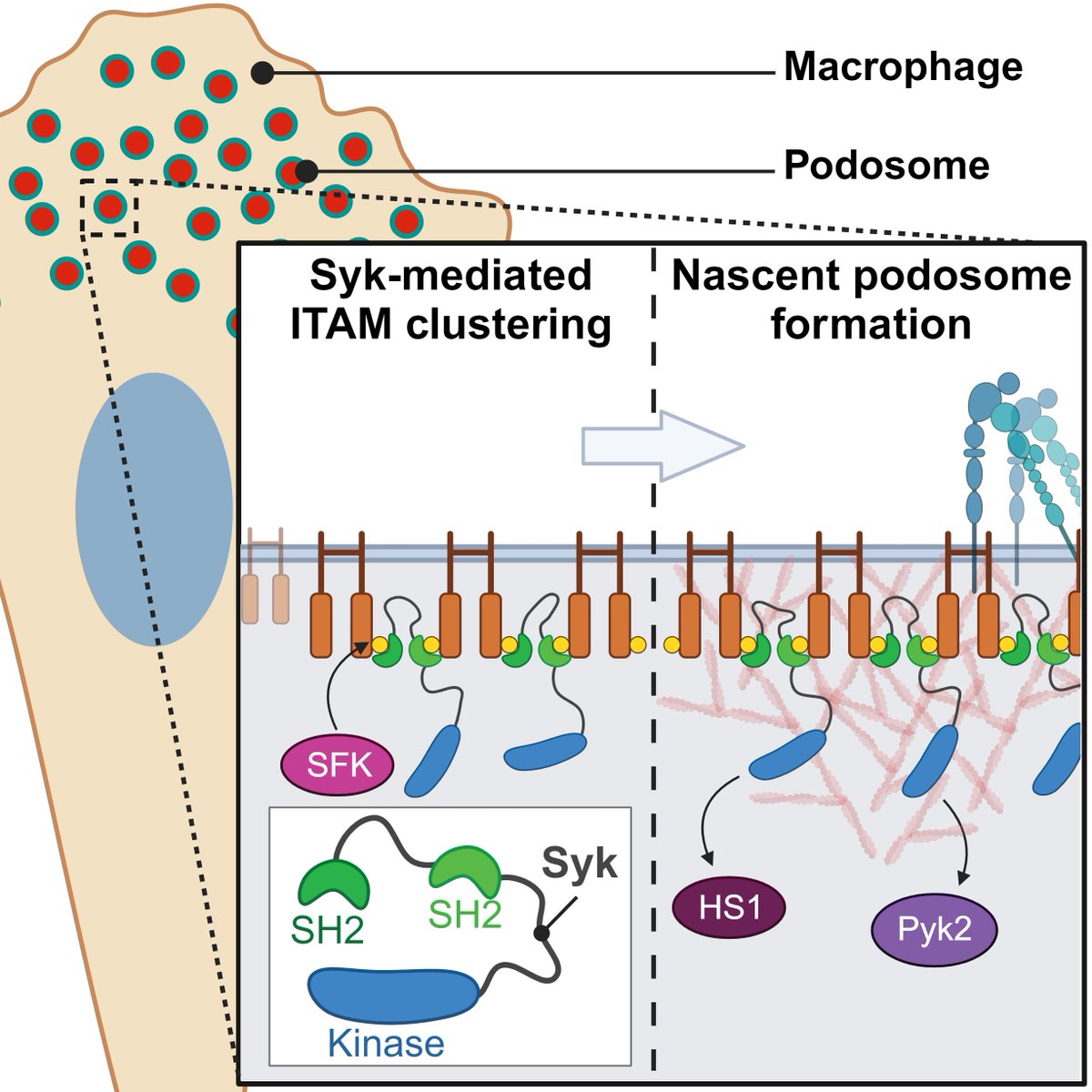 Spencer Freeman (@spencersk1) on Twitter photo Sina, <a href="/AleixoMMuise/">Aleixo Muise</a> and I are thrilled to share our paper on mechanisms that nucleate adhesion structures in macrophages. They involve the tyrosine kinase Syk which bridges ITAMs via its tandem SH2 domains. Great having this in <a href="/J_Immunol/">The Journal of Immunology</a> <a href="/ImmunologyAAI/">The American Association of Immunologists (AAI)</a> journals.aai.org/jimmunol/artic… Sina, <a href="/AleixoMMuise/">Aleixo Muise</a> and I are thrilled to share our paper on mechanisms that nucleate adhesion structures in macrophages. They involve the tyrosine kinase Syk which bridges ITAMs via its tandem SH2 domains. Great having this in <a href="/J_Immunol/">The Journal of Immunology</a> <a href="/ImmunologyAAI/">The American Association of Immunologists (AAI)</a> journals.aai.org/jimmunol/artic…
