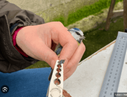 Cafe Chico tweet media